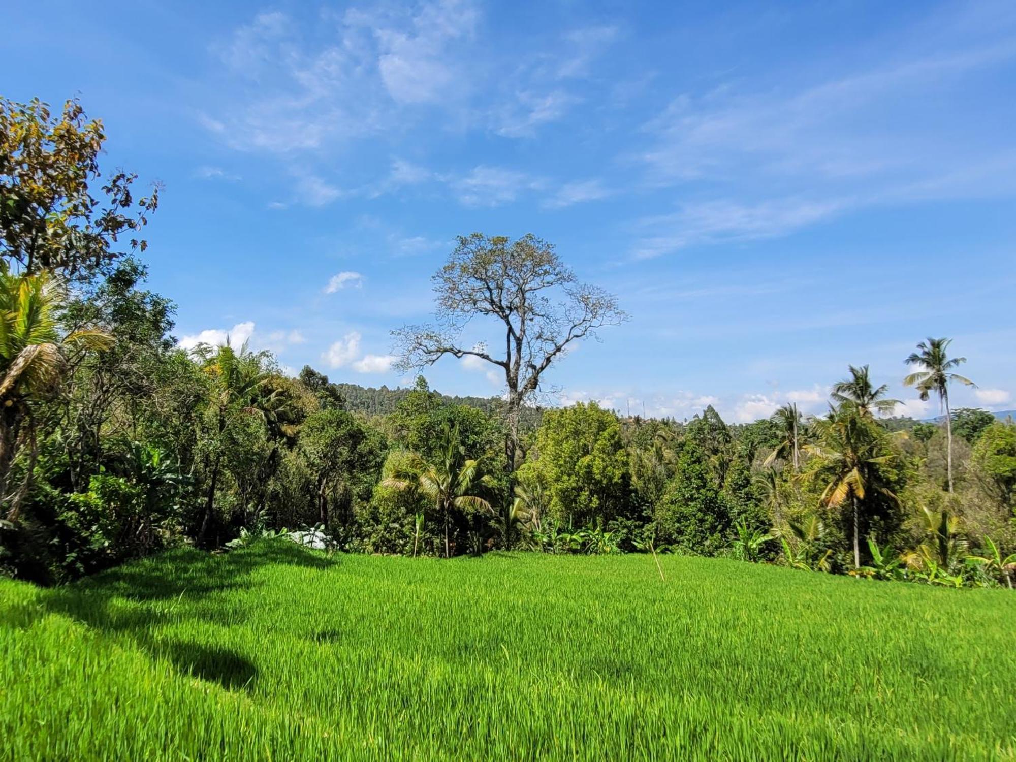 Appartement Umah Yugadi Bali à Munduk Extérieur photo